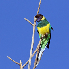 Barnardius zonarius zonarius