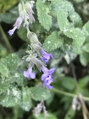 Nepeta × faassenii