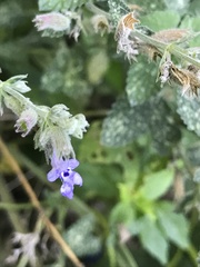 Nepeta × faassenii