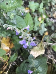 Nepeta × faassenii