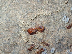 Pheidole capensis