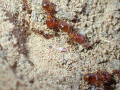 Pheidole capensis