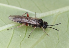 Taxonus agrorum