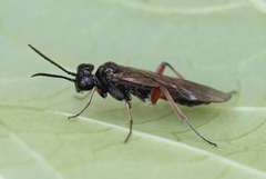 Taxonus agrorum