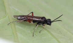 Taxonus agrorum