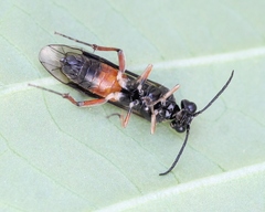Taxonus agrorum