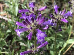 Penstemon heterodoxus