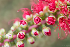 Melaleuca subulata