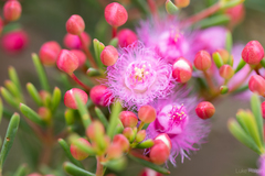 Verticordia monadelpha