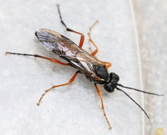 Tenthredo atra