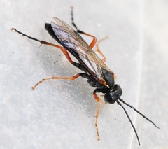 Tenthredo atra