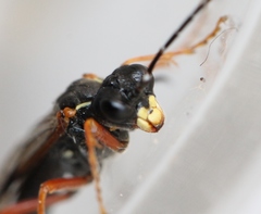 Tenthredo atra
