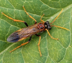 Tenthredo campestris