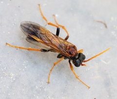 Tenthredo campestris