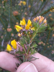 Phyllota phylicoides