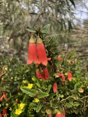 Correa pulchella