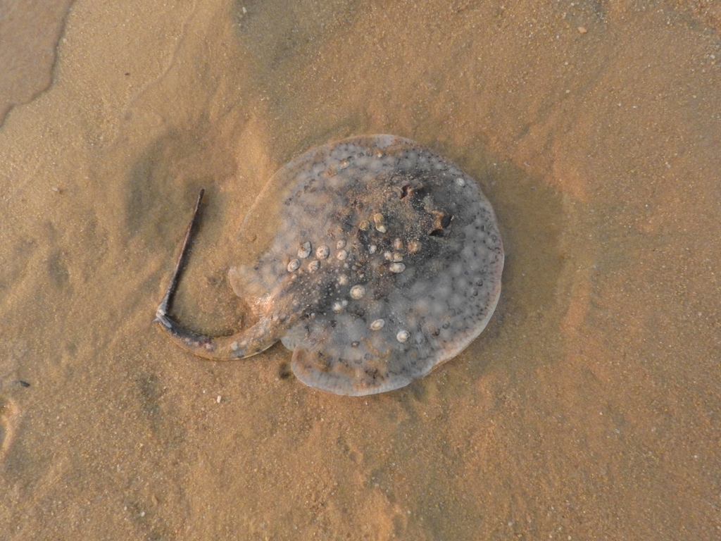 Rough Freshwater Stingray