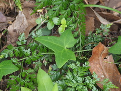 Solena amplexicaulis