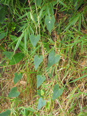 Solena amplexicaulis