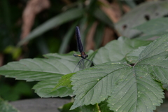 Atrocalopteryx atrata