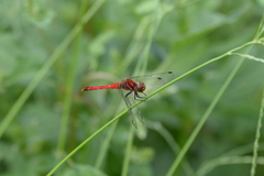 Sympetrum darwinianum
