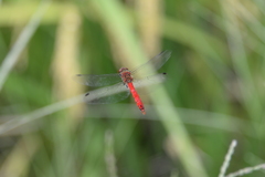 Sympetrum darwinianum