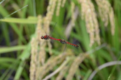 Sympetrum darwinianum