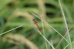 Sympetrum darwinianum