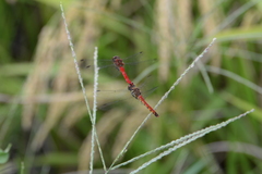 Sympetrum darwinianum