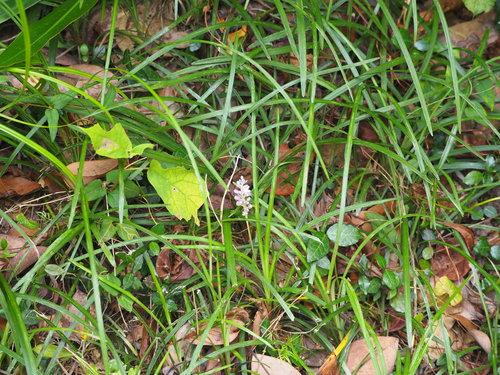 Liriope spicata
