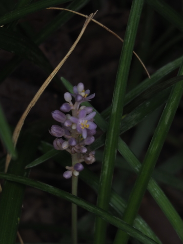 Liriope spicata