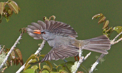 Mauritius Bulbul photo 3