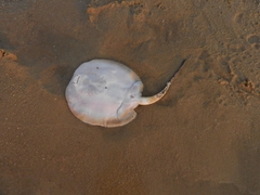 Potamotrygon constellata