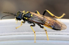 Tenthredo maculata