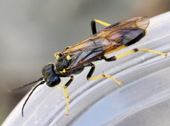 Tenthredo maculata