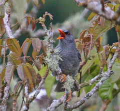 Mauritius Bulbul photo 2