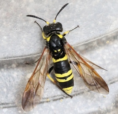 Tenthredo marginella