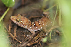 Hemidactylus triedrus