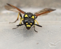 Tenthredo marginella