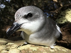 Pterodroma nigripennis