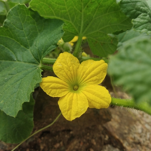 Cucumber