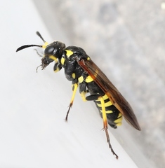 Tenthredo marginella