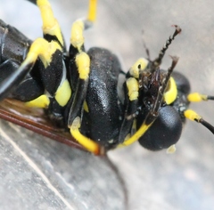 Tenthredo marginella