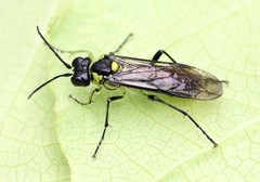 Tenthredo mesomela