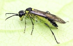 Tenthredo mesomela