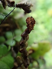 Blechnum blechnoides