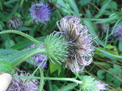 Cirsium vlassovianum