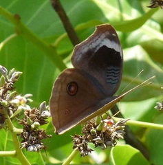 Junonia artaxia
