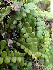Blechnum blechnoides