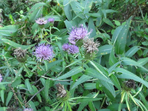 Image of Cirsium vlassovianum by (c) Repina Tatyana, some rights reserved (CC BY)